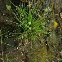 <i>Eriocaulon truncatum</i>  Buch.-Ham. ex Mart.